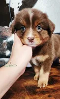 Bella, a female Miniature Australian Shepherd for sale in Marlow, OK – 2 of 3