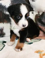 Nova, a female Miniature Australian Shepherd for sale in Marlow, OK – Photo 2 of 6