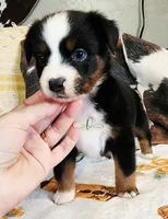 Nova, a female Miniature Australian Shepherd for sale in Marlow, OK – Photo 1 of 6