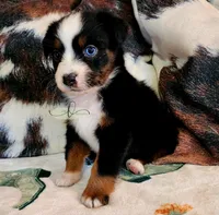 Nova, a female Miniature Australian Shepherd for sale in Marlow, OK – Photo 5 of 6