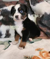 Nova, a female Miniature Australian Shepherd for sale in Marlow, OK – Photo 6 of 6