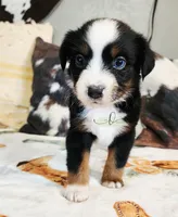 Nova, a female Miniature Australian Shepherd for sale in Marlow, OK – Photo 4 of 6