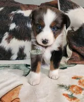 Loki, a male Miniature Australian Shepherd for sale in Marlow, OK – Photo 7 of 7