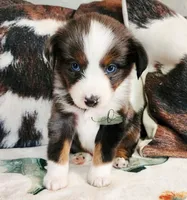 Loki, a male Miniature Australian Shepherd for sale in Marlow, OK – Photo 4 of 7