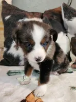 Loki, a male Miniature Australian Shepherd for sale in Marlow, OK – Photo 3 of 7