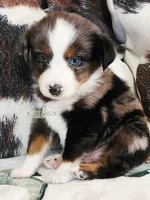 Loki, a male Miniature Australian Shepherd for sale in Marlow, OK – Photo 1 of 7