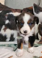 Loki, a male Miniature Australian Shepherd for sale in Marlow, OK – Photo 5 of 7