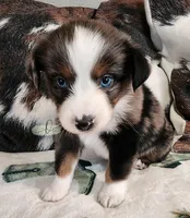 Loki, a male Miniature Australian Shepherd for sale in Marlow, OK – Photo 2 of 7
