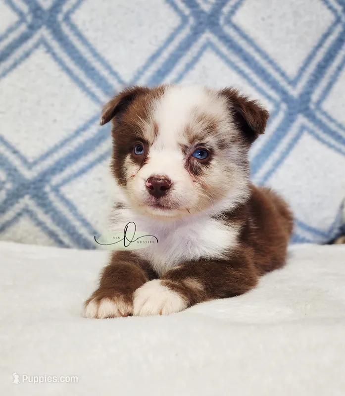 Willie – Miniature Australian Shepherd puppy for sale in Marlow, OK