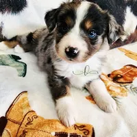 Comet, a female Miniature Australian Shepherd and Toy Australian Shepherd for sale in Marlow, OK – Photo 4 of 6