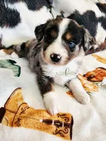 Comet, a female Miniature Australian Shepherd for sale in Marlow, OK – Photo 1 of 2