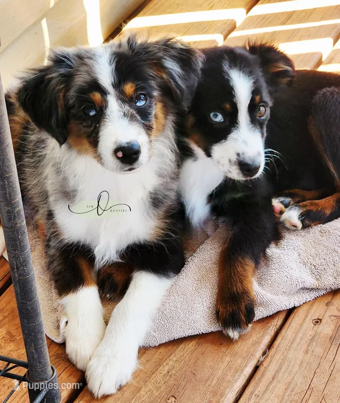 Comet – Miniature Australian Shepherd, Toy Australian Shepherd puppy for sale in Marlow, OK