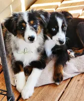 Comet, a female Miniature Australian Shepherd and Toy Australian Shepherd for sale in Marlow, OK – Photo 1 of 6