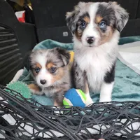 Comet, a female Miniature Australian Shepherd and Toy Australian Shepherd for sale in Marlow, OK – Photo 6 of 6