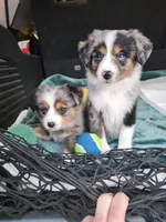 Comet, a female Miniature Australian Shepherd and Toy Australian Shepherd for sale in Marlow, OK – Photo 4 of 4