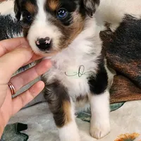 Comet, a female Miniature Australian Shepherd and Toy Australian Shepherd for sale in Marlow, OK – Photo 5 of 6