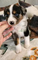 Comet, a female Miniature Australian Shepherd for sale in Marlow, OK – Photo 2 of 2