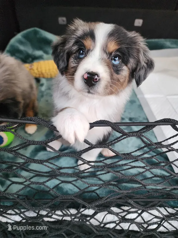 Comet, a female Miniature Australian Shepherd and Toy Australian Shepherd for sale in Marlow, OK – Photo 1 of 4