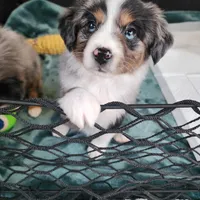 Comet, a female Miniature Australian Shepherd and Toy Australian Shepherd for sale in Marlow, OK – Photo 3 of 6