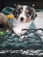 Comet, a female Miniature Australian Shepherd and Toy Australian Shepherd for sale in Marlow, OK – Photo 1 of 4