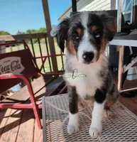 Comet, a female Miniature Australian Shepherd and Toy Australian Shepherd for sale in Marlow, OK – Photo 2 of 6
