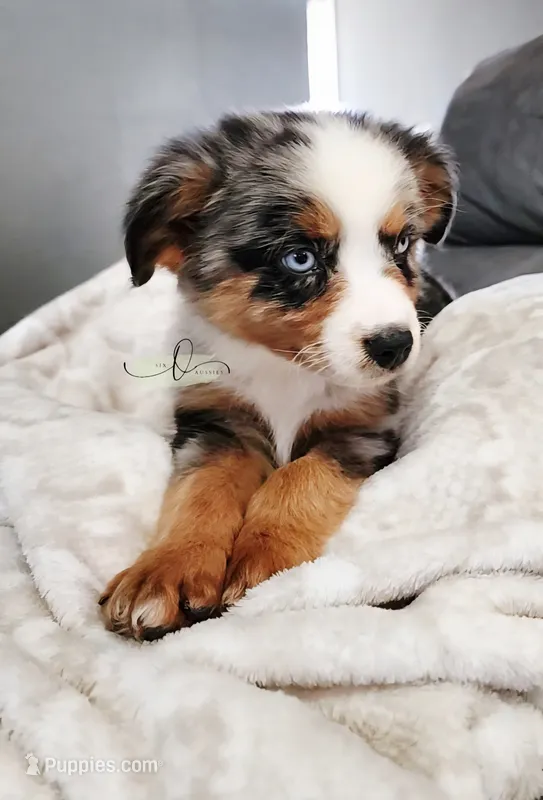 Cinch – Miniature Australian Shepherd puppy for sale in Marlow, OK