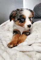 Cinch, a male Miniature Australian Shepherd for sale in Marlow, OK – 1 of 8