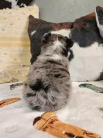 Cosmos, a female Miniature Australian Shepherd for sale in Marlow, OK – Photo 7 of 7