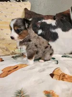 Cosmos, a female Miniature Australian Shepherd for sale in Marlow, OK – Photo 6 of 7