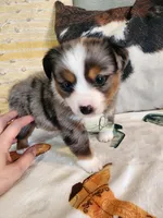 Cosmos, a female Miniature Australian Shepherd for sale in Marlow, OK – Photo 4 of 7