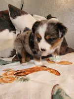 Cosmos, a female Miniature Australian Shepherd for sale in Marlow, OK – Photo 5 of 7