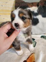 Cosmos, a female Miniature Australian Shepherd for sale in Marlow, OK – Photo 3 of 7