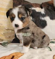 Cosmos, a female Miniature Australian Shepherd for sale in Marlow, OK – Photo 1 of 7