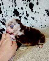Willie, a male Miniature Australian Shepherd for sale in Marlow, OK – 2 of 10