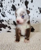 Willie, a male Miniature Australian Shepherd for sale in Marlow, OK – 10 of 10