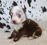 Willie, a male Miniature Australian Shepherd for sale in Marlow, OK – 4 of 10