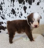 Willie, a male Miniature Australian Shepherd for sale in Marlow, OK – 3 of 10