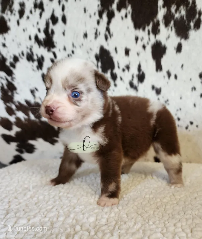 Willie – Miniature Australian Shepherd puppy for sale in Marlow, OK