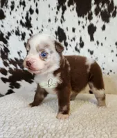Willie, a male Miniature Australian Shepherd for sale in Marlow, OK – 1 of 10