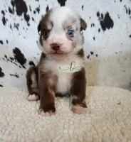 Willie, a male Miniature Australian Shepherd for sale in Marlow, OK – 9 of 10