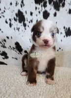 Willie, a male Miniature Australian Shepherd for sale in Marlow, OK – 8 of 10