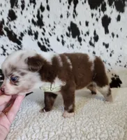Willie, a male Miniature Australian Shepherd for sale in Marlow, OK – 6 of 10