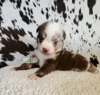 Willie, a male Miniature Australian Shepherd for sale in Marlow, OK – 7 of 10