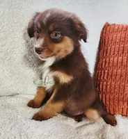 Bella, a female Miniature Australian Shepherd for sale in Marlow, OK – 5 of 9