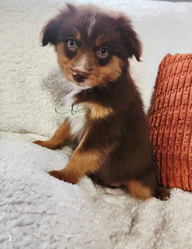 Bella – Miniature Australian Shepherd puppy for sale in Marlow, OK