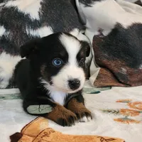 Luna, a female Miniature Australian Shepherd and Toy Australian Shepherd for sale in Marlow, OK – Photo 7 of 10
