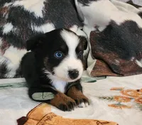 Luna, a female Miniature Australian Shepherd for sale in Marlow, OK – Photo 6 of 7