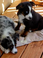 Luna, a female Miniature Australian Shepherd and Toy Australian Shepherd for sale in Marlow, OK – Photo 9 of 10