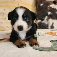Luna, a female Miniature Australian Shepherd and Toy Australian Shepherd for sale in Marlow, OK – Photo 8 of 10