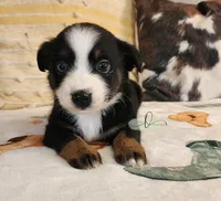 Luna, a female Miniature Australian Shepherd for sale in Marlow, OK – Photo 7 of 7